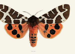Arctia caja