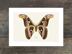 Attacus atlas