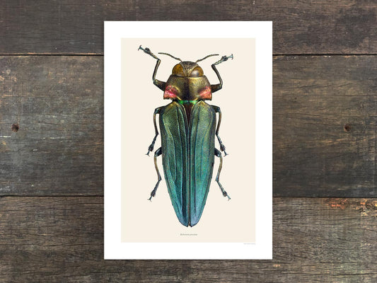 Belionota prasina