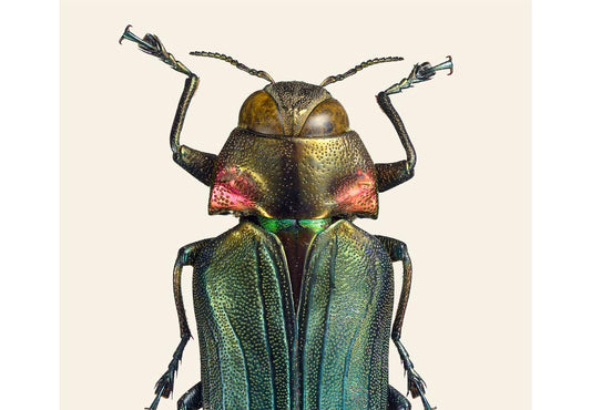 Belionota prasina