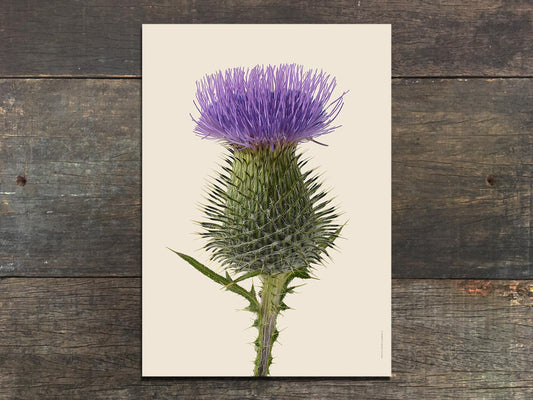 Cirsium vulgare