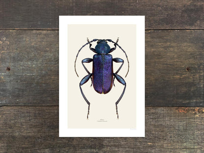 Callidium violaceum