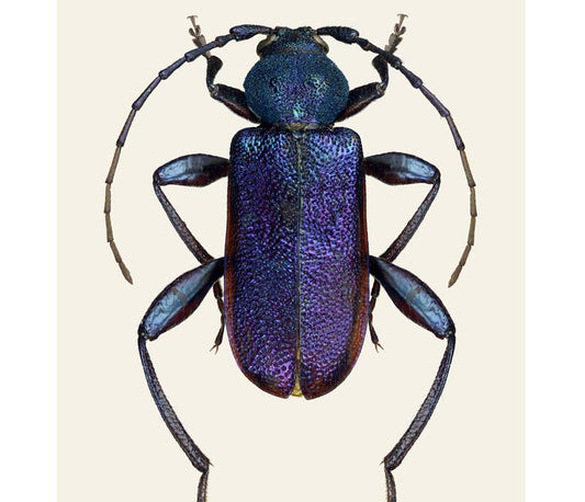 Callidium violaceum