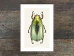 Load image into Gallery viewer, Chrysina strasseni
