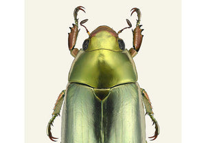 Chrysina strasseni