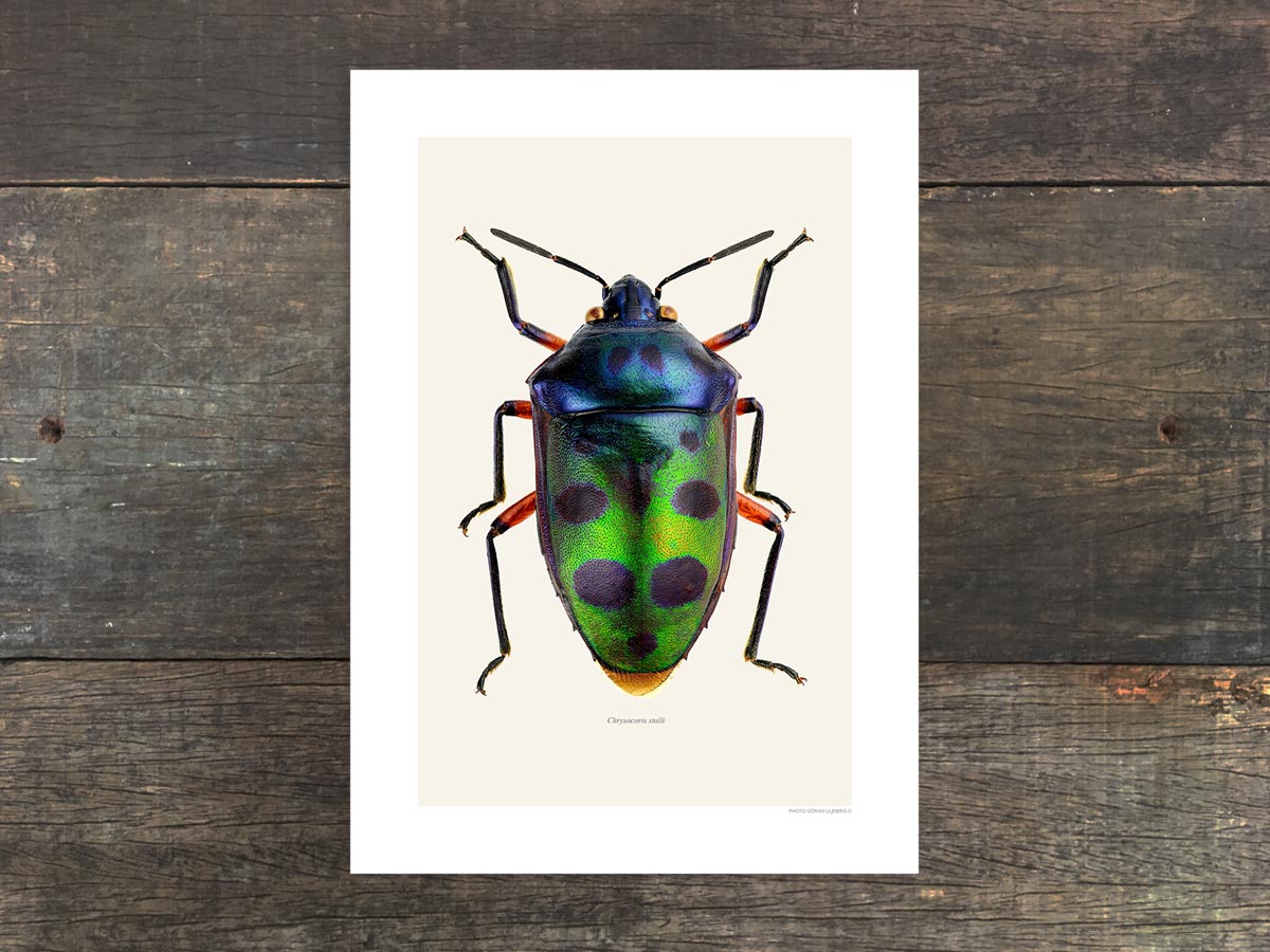 Chrysocoris stolli