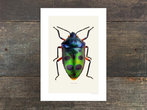 Chrysocoris stolli
