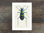 Load image into Gallery viewer, Cicindela chinensis japonica
