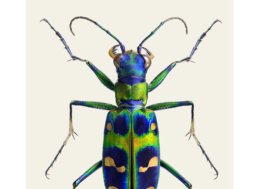 Cicindela chinensis japonica