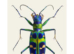 Load image into Gallery viewer, Cicindela chinensis japonica
