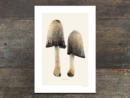 Coprinus comatus