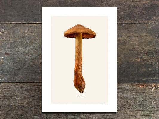 Cortinarius rubellus