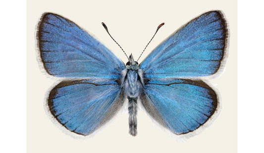 Cyaniris dorylas