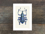 Load image into Gallery viewer, Eupholus bennetti
