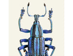 Load image into Gallery viewer, Eupholus bennetti
