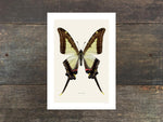 Load image into Gallery viewer, Eurytides leucaspis
