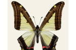 Load image into Gallery viewer, Eurytides leucaspis
