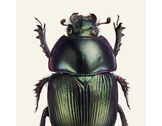 Geotrupes mutator