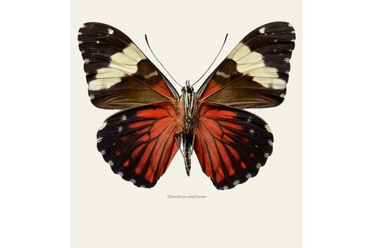 Hamadryas amphinome