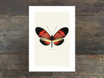 Load image into Gallery viewer, Heliconius melpomene
