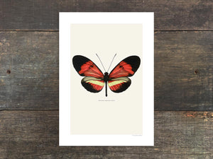 Heliconius melpomene