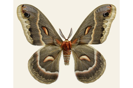 Hylophora cecropia