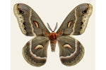 Load image into Gallery viewer, Hylophora cecropia

