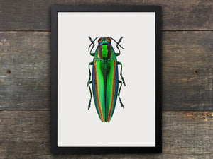 Framed Insect Print