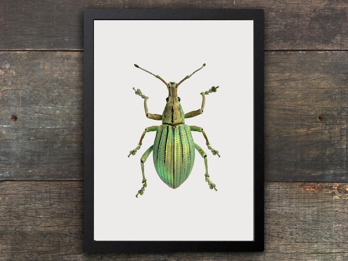 Framed Insect Print – the Otherist
