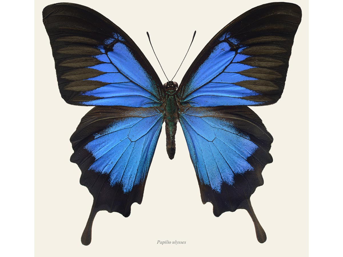 Papilio ulysses