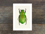 Load image into Gallery viewer, Plusiotis sallei
