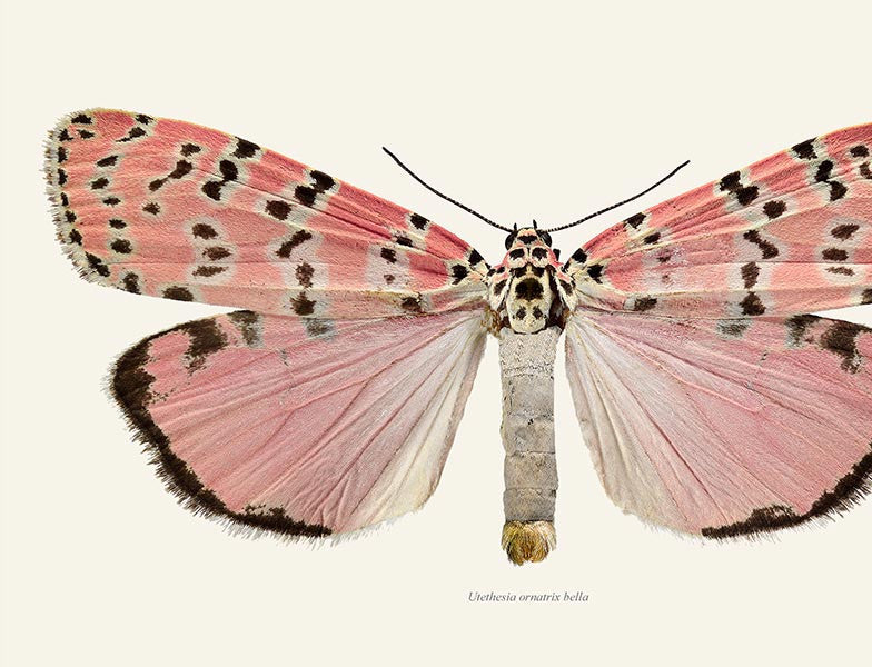 Utetheisa ornatrix