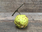 Load image into Gallery viewer, Ceramic Horse Chestnut
