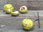 Load image into Gallery viewer, Ceramic Horse Chestnut Small
