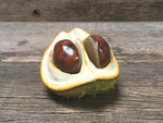 Load image into Gallery viewer, Ceramic Horse Chestnut
