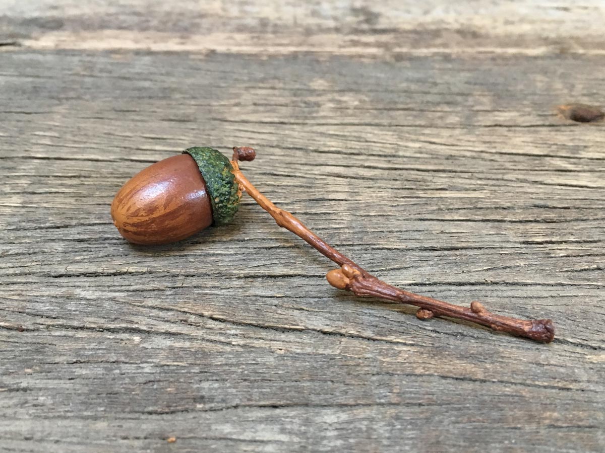 Acorn on Twig