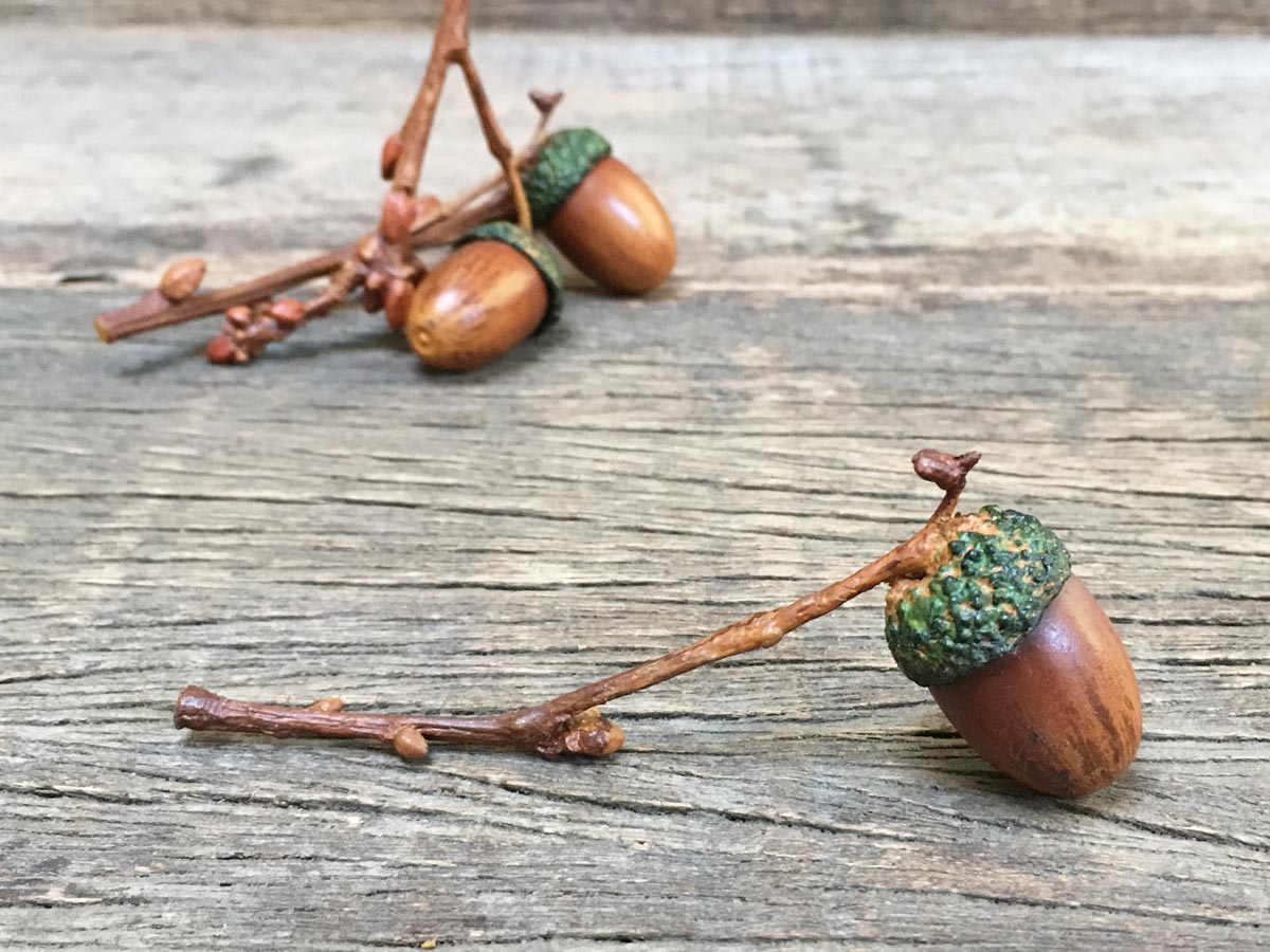 Acorn on Twig