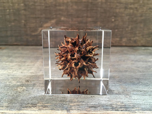 Specimen Cube: American Sweetgum