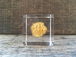 Load image into Gallery viewer, Specimen Cube: Basket Flower
