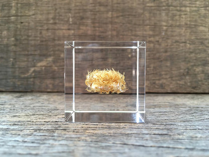 Specimen Cube: Basket Flower