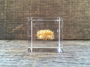 Specimen Cube: Basket Flower