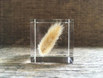 Load image into Gallery viewer, Specimen Cube: Bunny Tail Grass
