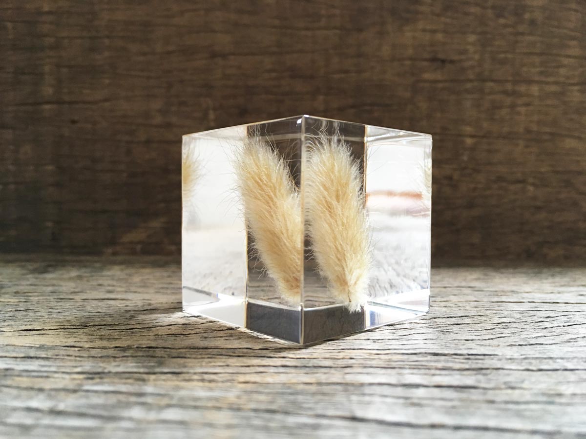Specimen Cube: Bunny Tail Grass