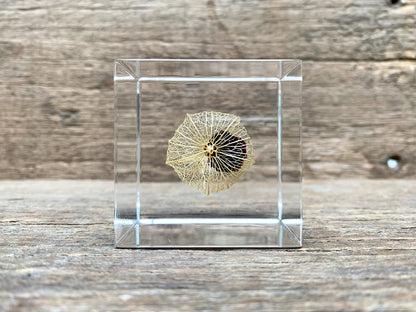 Specimen Cube: Chinese Lantern