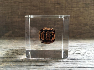 Specimen Cube: Dawn Redwood