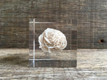 Load image into Gallery viewer, Specimen Cube: Desert Rose
