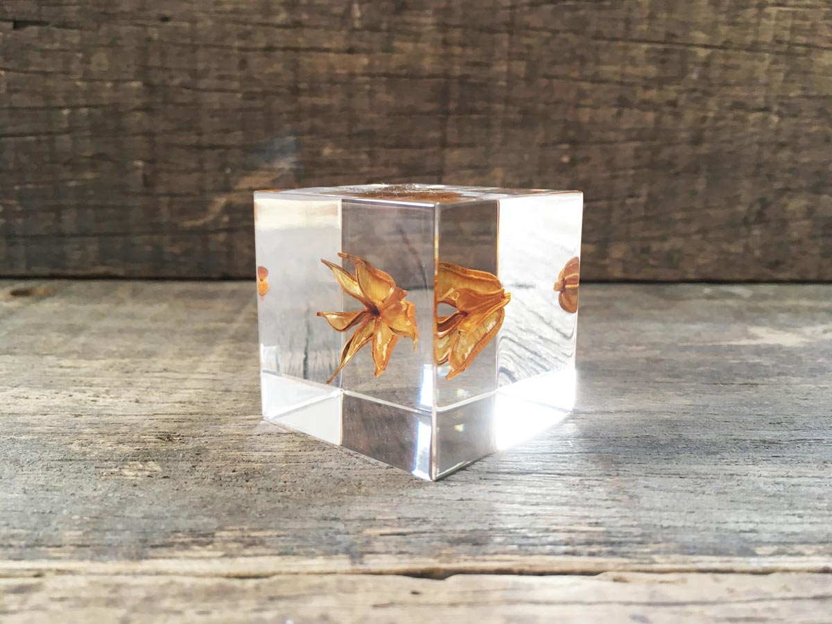 Specimen Cube: Fennel Flower