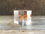 Load image into Gallery viewer, Specimen Cube: Fennel Flower
