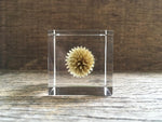 Load image into Gallery viewer, Specimen Cube: Globe Thistle
