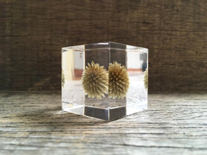 Specimen Cube: Globe Thistle